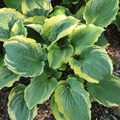 Hosta 'Lakeside Prophecy Fulfilled'